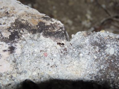 Camponotus piceus photo 33