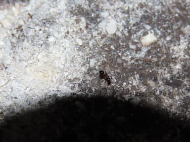 Camponotus piceus photo 35