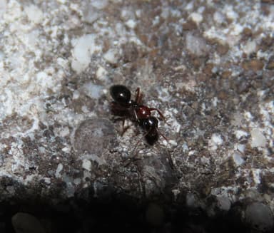 Camponotus piceus photo 36