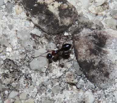 Camponotus piceus photo 38