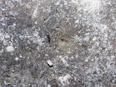Camponotus piceus photo 39
