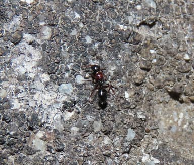 Camponotus piceus photo 40