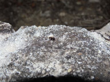 Camponotus piceus photo 41