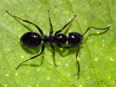 Camponotus piceus photo 43