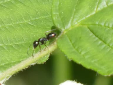 Camponotus piceus photo 44