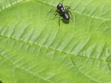 Camponotus piceus photo 45