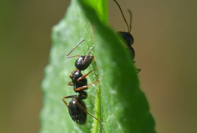 Camponotus piceus photo 47