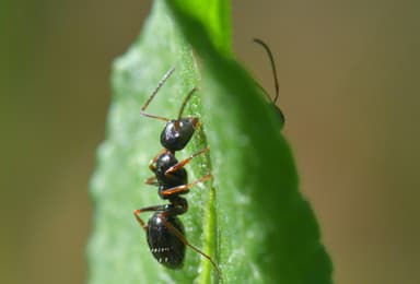 Camponotus piceus photo 48