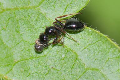 Camponotus piceus photo 51