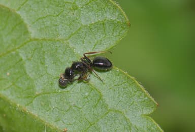 Camponotus piceus photo 52