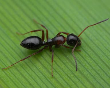 Camponotus piceus photo 54