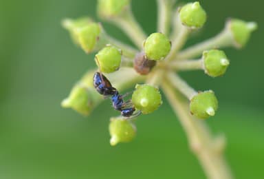 Camponotus piceus photo 55