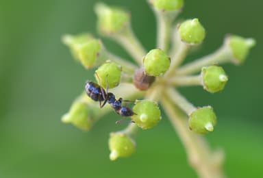 Camponotus piceus photo 56