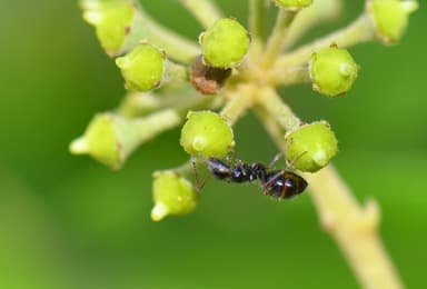 Camponotus piceus photo 57