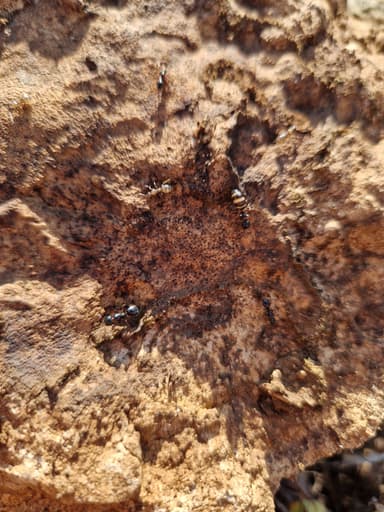 Camponotus piceus photo 58
