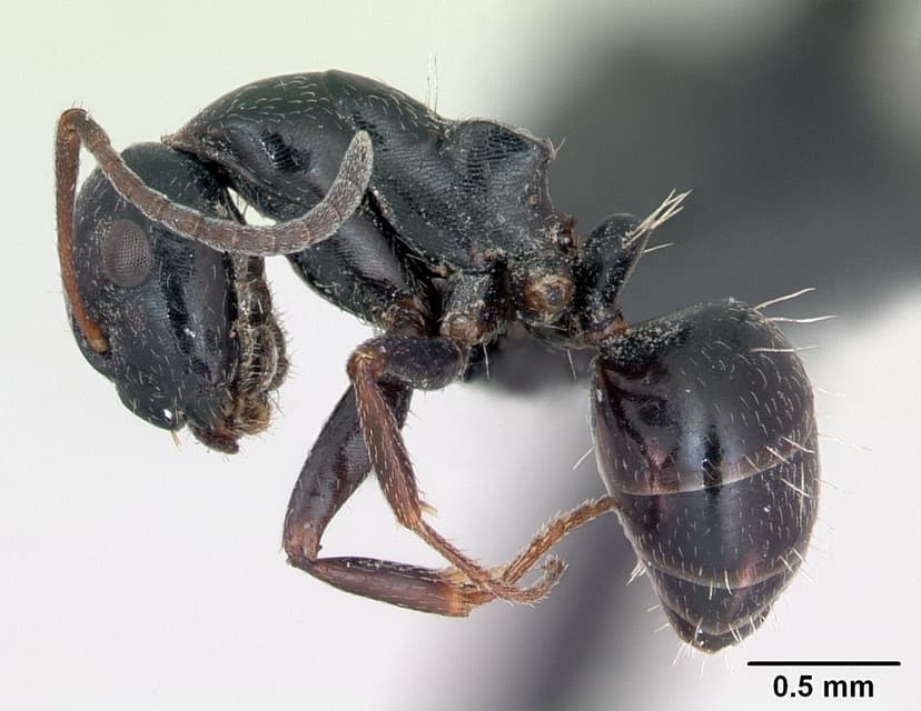 Camponotus piceus photo 1