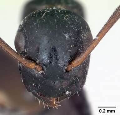 Camponotus piceus — queen photo 4