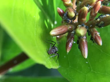 Camponotus planatus photo 12