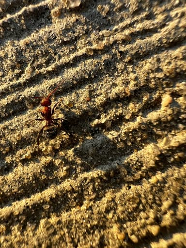 Camponotus planatus photo 13