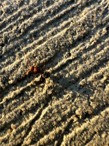 Camponotus planatus photo 14