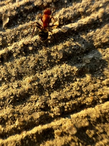 Camponotus planatus photo 15