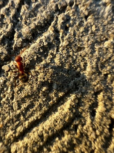 Camponotus planatus photo 16