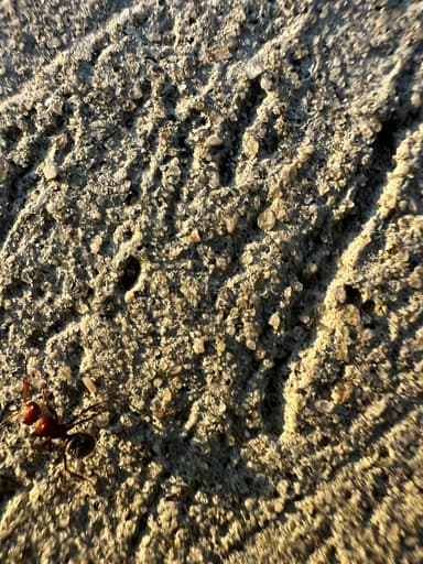 Camponotus planatus photo 17