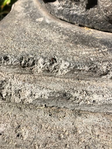 Camponotus planatus photo 18