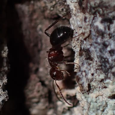 Camponotus planatus photo 19