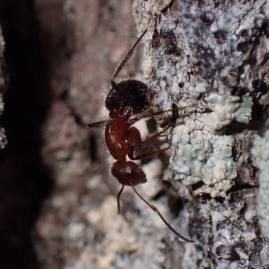 Camponotus planatus photo 21