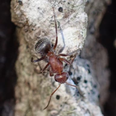 Camponotus planatus photo 23