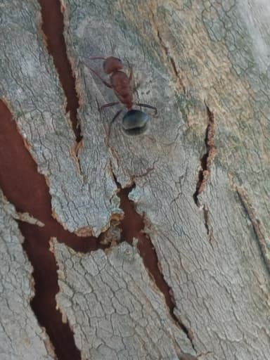 Camponotus planatus photo 25
