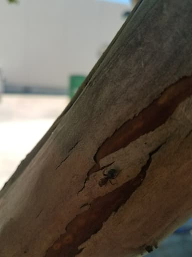 Camponotus planatus photo 26
