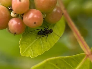 Camponotus planatus photo 27