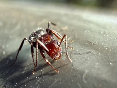 Camponotus planatus photo 29