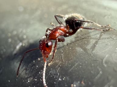 Camponotus planatus photo 31