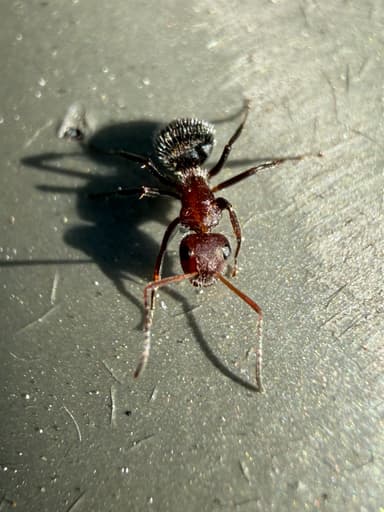 Camponotus planatus photo 32