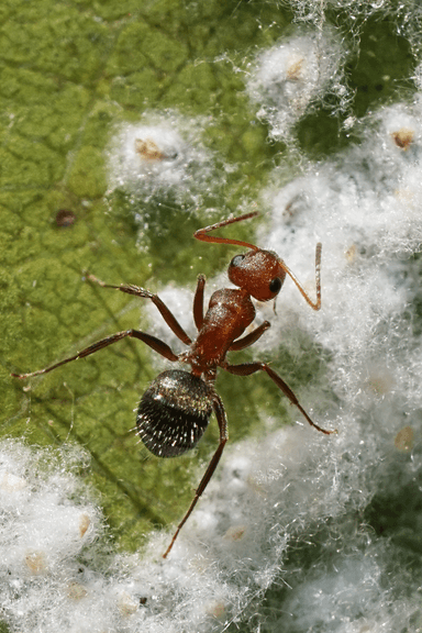 Camponotus planatus photo 34