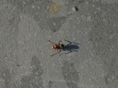 Camponotus planatus photo 36