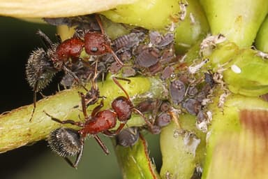 Camponotus planatus photo 37