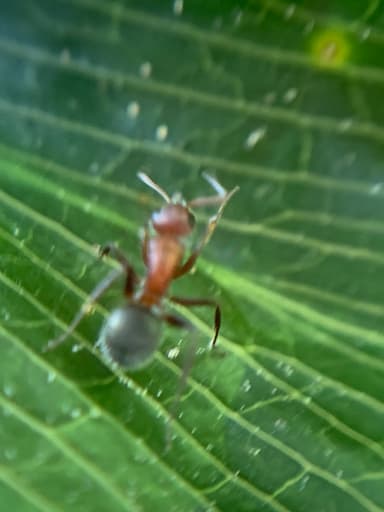 Camponotus planatus photo 39