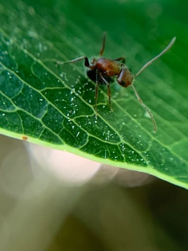 Camponotus planatus photo 40