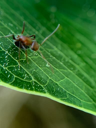 Camponotus planatus photo 41