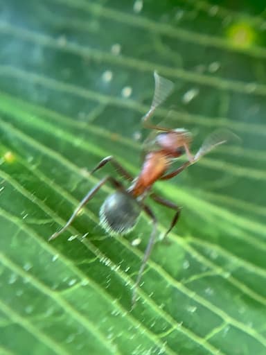 Camponotus planatus photo 42