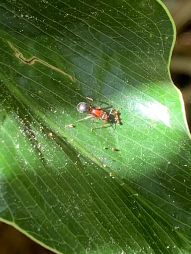 Camponotus planatus photo 43