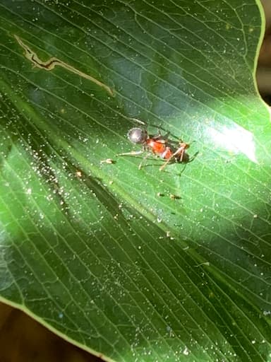 Camponotus planatus photo 44