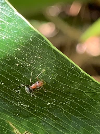 Camponotus planatus photo 45