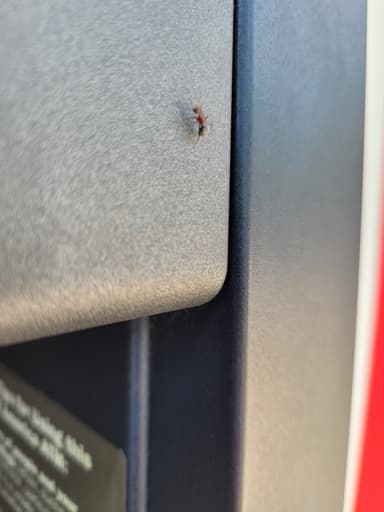 Camponotus planatus photo 46