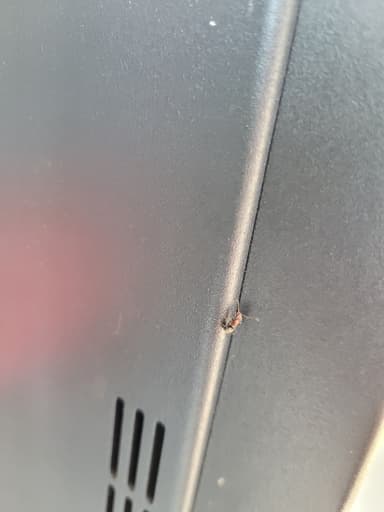 Camponotus planatus photo 47