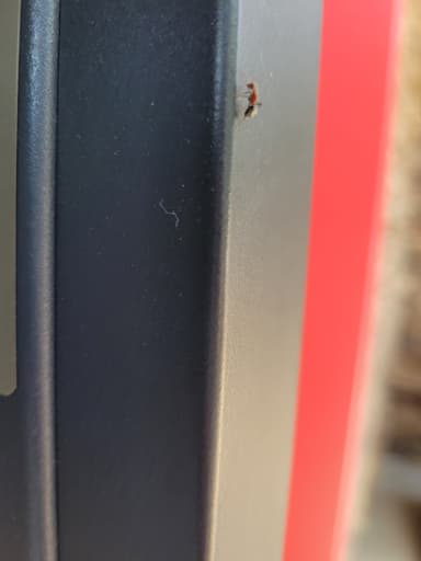 Camponotus planatus photo 48